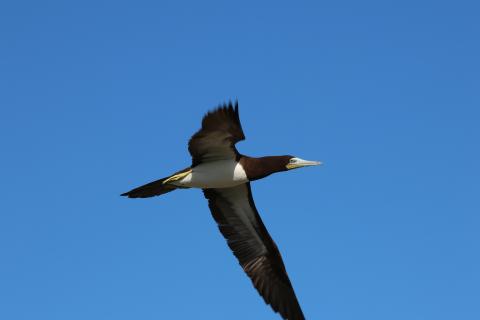 Brown Booby